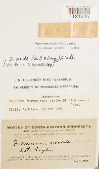 Dicranum viride image