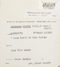 Dicranum viride image