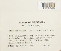 Dicranum viride image