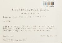 Dicranum viride image