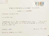 Dicranum viride image