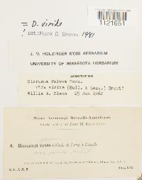 Dicranum viride image