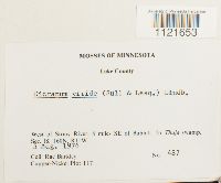 Dicranum viride image