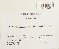 Dicranum viride image