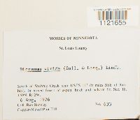 Dicranum viride image