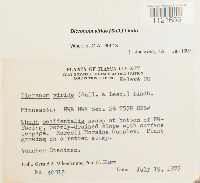 Dicranum viride image