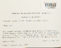 Dicranum viride image