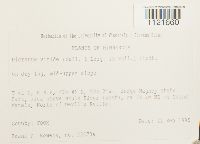 Dicranum viride image