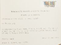 Dicranum viride image