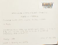 Dicranum viride image