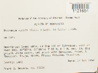 Dicranum viride image