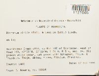 Dicranum viride image