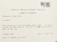 Dicranum viride image