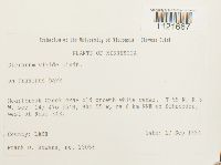 Dicranum viride image