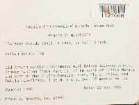 Dicranum viride image