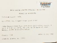 Dicranum viride image