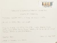 Dicranum viride image