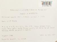 Dicranum viride image