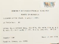 Dicranum viride image