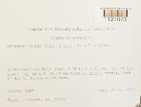 Dicranum viride image