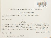 Dicranum viride image