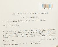 Dicranum viride image