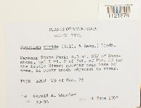 Dicranum viride image