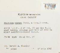 Dicranum viride image