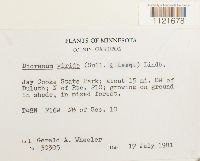 Dicranum viride image