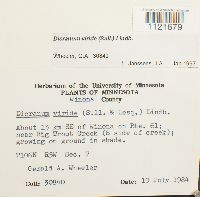 Dicranum viride image