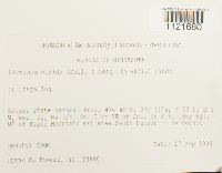 Dicranum viride image