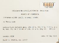 Dicranum viride image