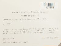 Dicranum viride image