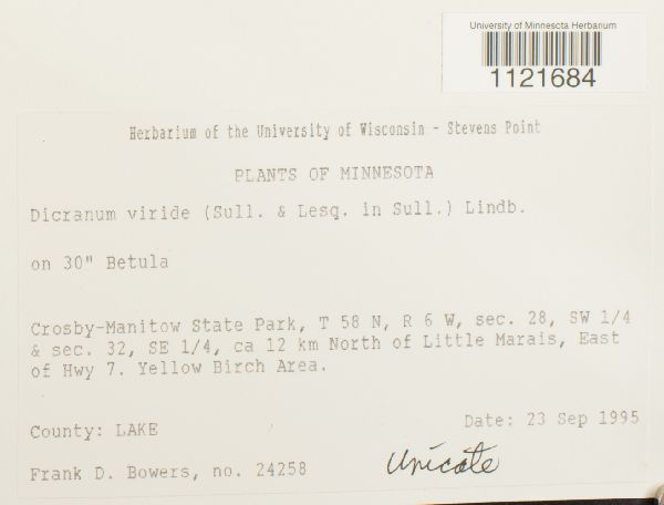 Dicranum viride image