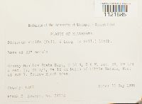 Dicranum viride image