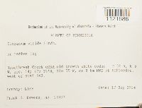 Dicranum viride image