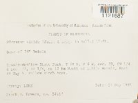 Dicranum viride image