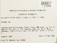 Dicranum viride image