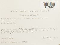 Dicranum viride image