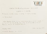 Dicranum viride image