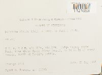 Dicranum viride image