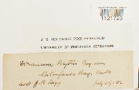 Kiaeria blyttii image