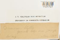 Kiaeria blyttii image