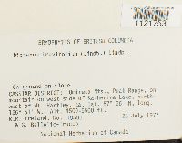 Dicranum brevifolium image