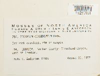 Dicranum condensatum image