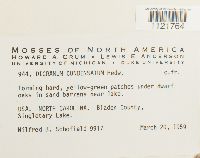 Dicranum condensatum image