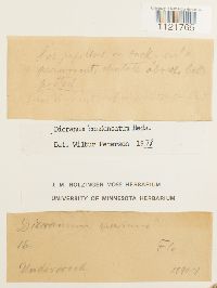 Dicranum condensatum image