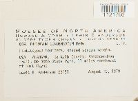 Dicranum condensatum image