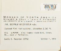 Dicranum condensatum image