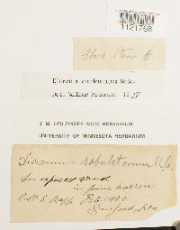 Dicranum condensatum image